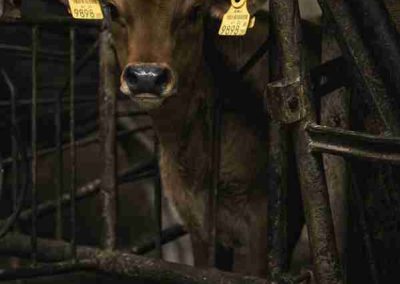 Kalb im Stall im Lenzerhof