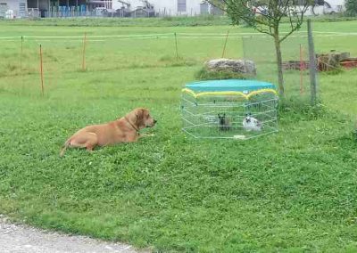 Hasen und Hund im Lenzerhof in Grän